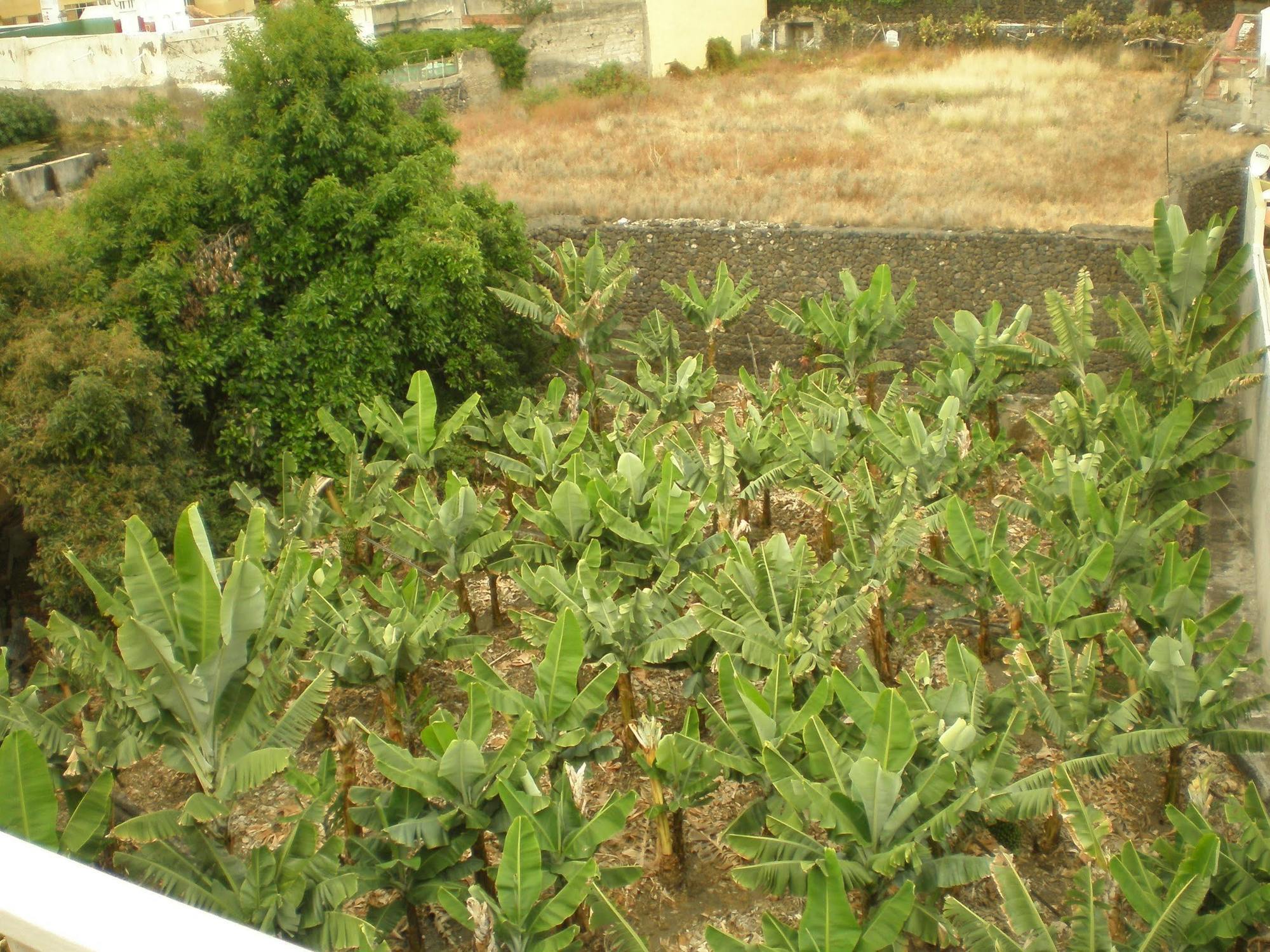 Hotel Tejuma Puerto de la Cruz  Zewnętrze zdjęcie